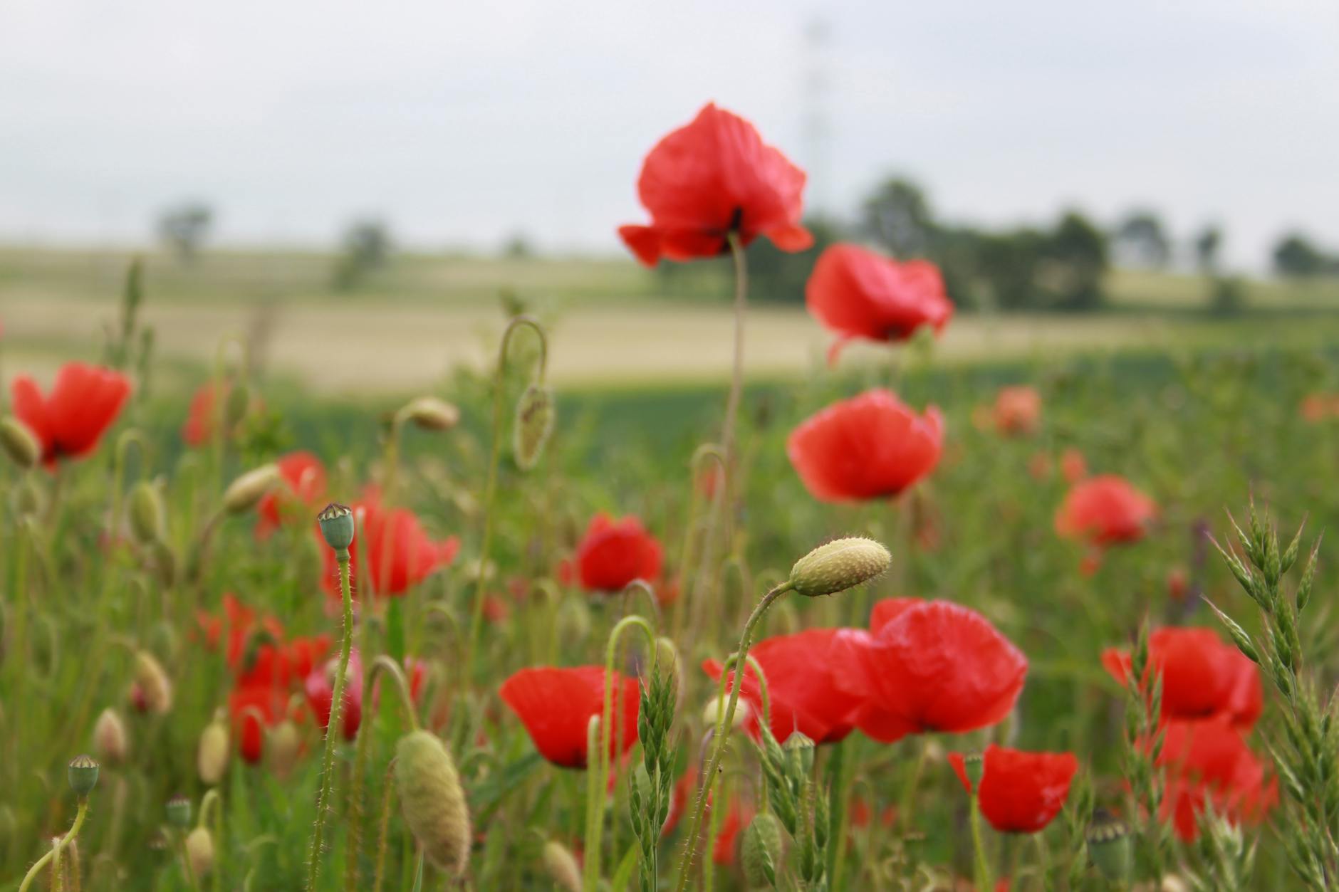 Widok na aleję drzew kasztanowca w Jordanowie w pełnym rozkwicie białych kwiatów.